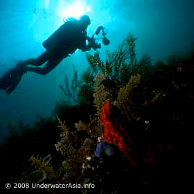 Underwater Photographer